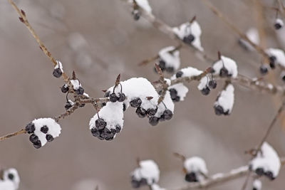 Close-up of frozen plant