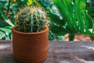 Close-up of cactus plant in pot