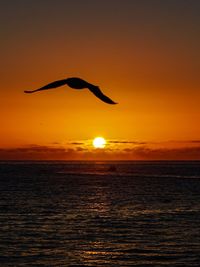 Silhouette bird by sea against orange sky