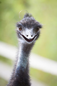 Close-up portrait of ostrich