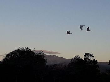 Low angle view of birds flying in the sky