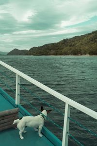 Close-up of dog on railing by sea against sky