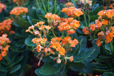 Close up photo of bright orange flowers