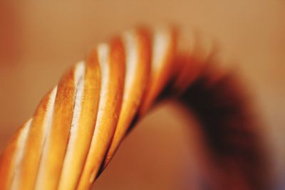 Close-up of orange leaf against white background