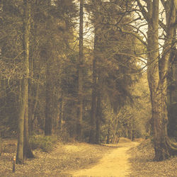 Trees in forest