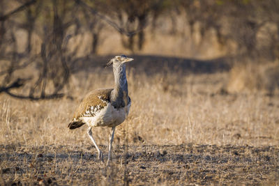 Side view of a bird on land