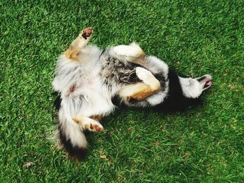 High angle view of cat relaxing on grass