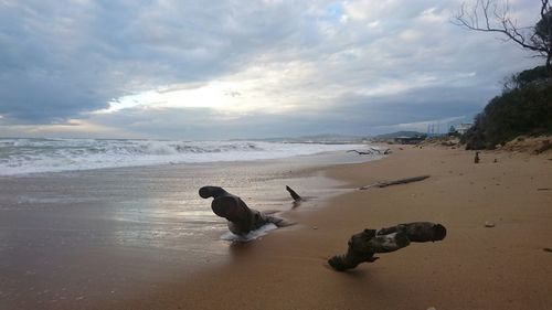 View of swan on beach against sky