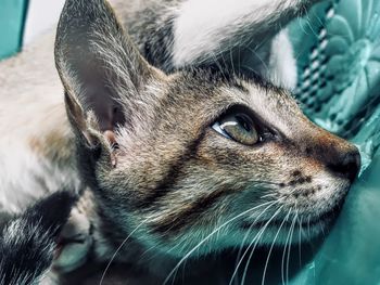 Close-up of a cat looking away