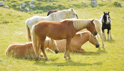 Horses in a field