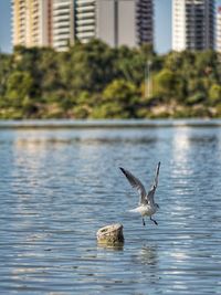 Bird flying over lake