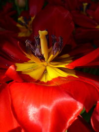 Close-up of red rose flower