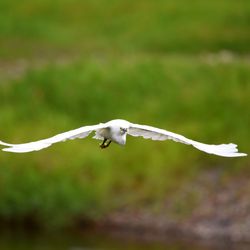 Close-up of a bird flying