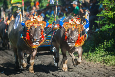 Mekepung, traditional bull race in bali, indonesia.