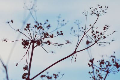 Low angle view of cherry blossoms against sky