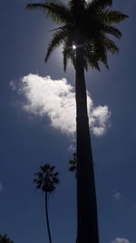 Low angle view of palm trees against sky