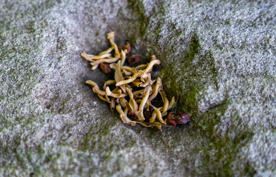 Close-up of crab on rock