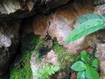 High angle view of snake on rock