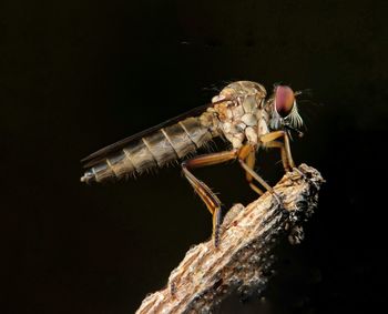 Close-up of insect on wood against black background