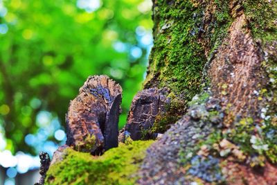 Close-up of mossy tree trunk