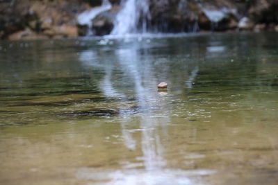 Close-up of swan swimming in lake