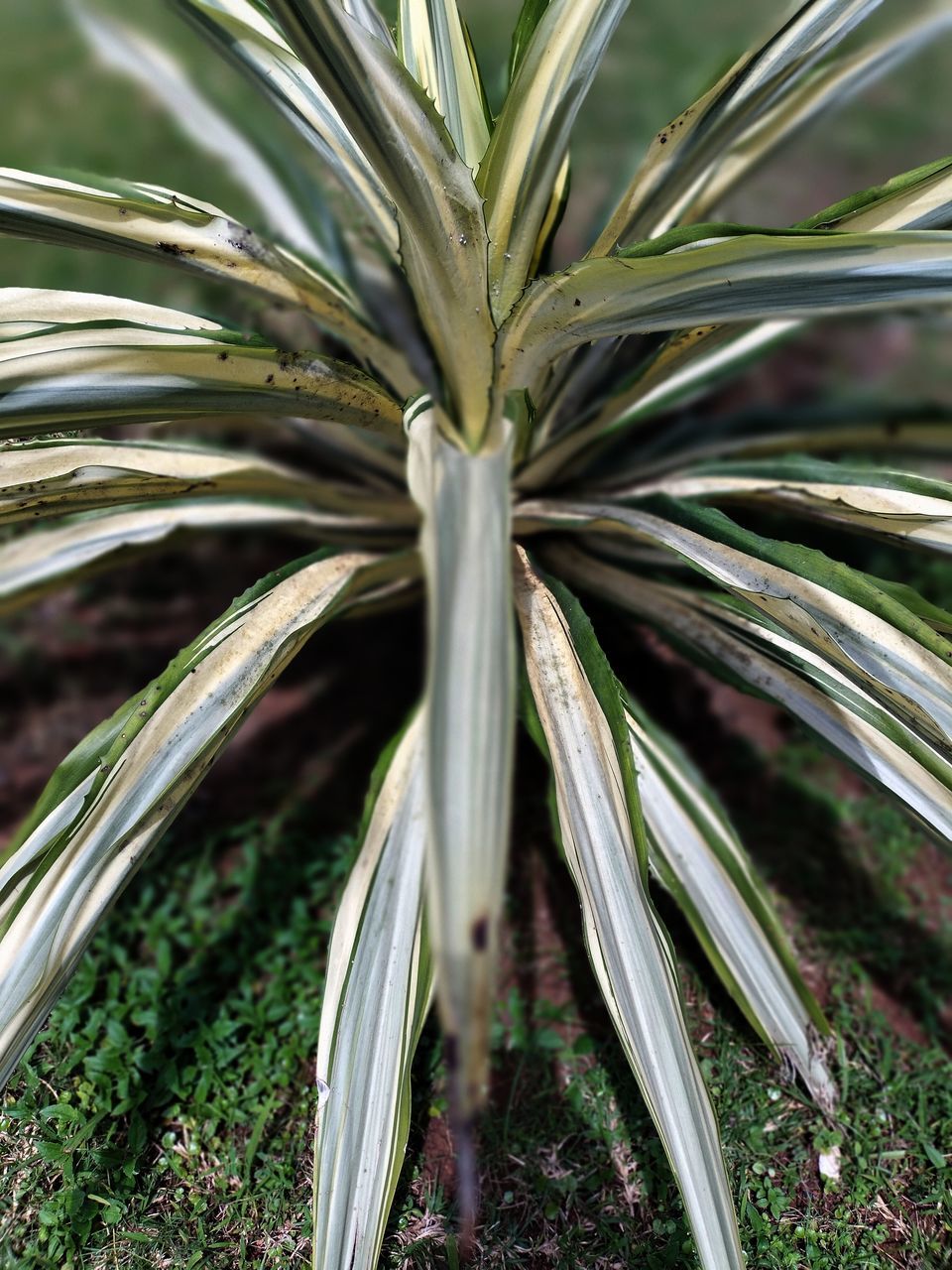 plant, tree, food, food and drink, growth, nature, flower, no people, leaf, close-up, land, plant part, green, environment, palm tree, agriculture, grass, beauty in nature, outdoors, field, healthy eating, fruit, tropical climate, freshness, backgrounds, landscape, day, agave, vegetable, herb