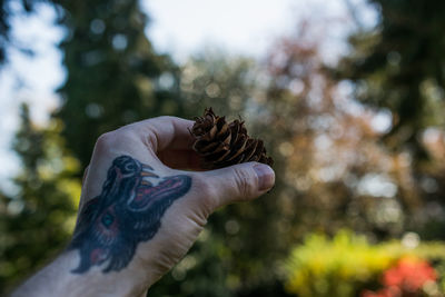 Close-up of hand holding butterfly