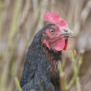 Close-up of rooster