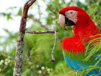 Close-up of parrot perching on branch