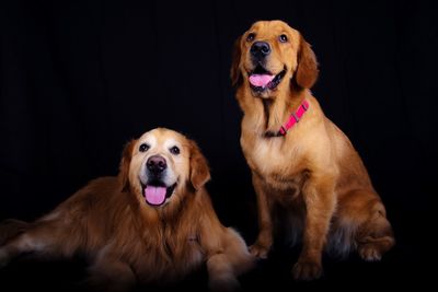 Portrait of golden retriever