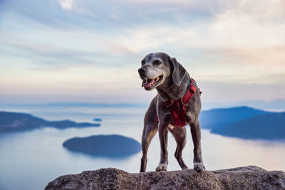 Dog looking away while standing on rock against sky