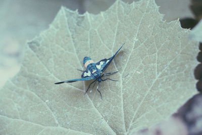 Close-up of butterfly on leaf