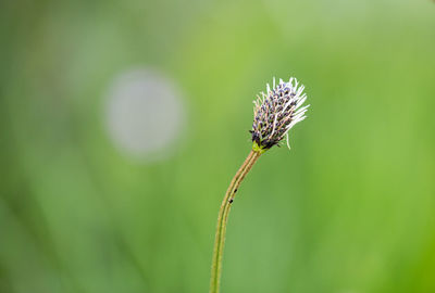 Close-up of wilted flower