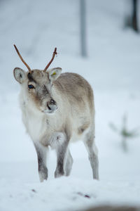 Reindeer standing on snow covered field