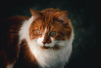 Close-up portrait of a cat