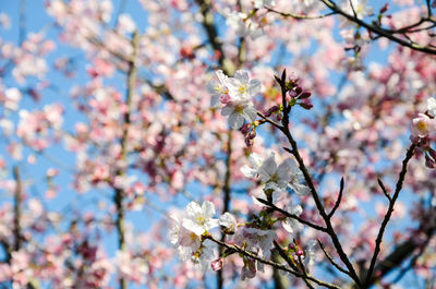 Low angle view of cherry blossoms in spring