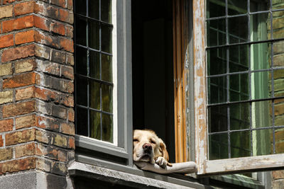 Portrait of dog relaxing on window in brugge
