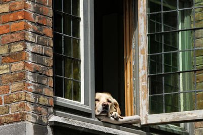 Portrait of dog relaxing on window