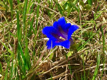 Close-up of blue flower on field