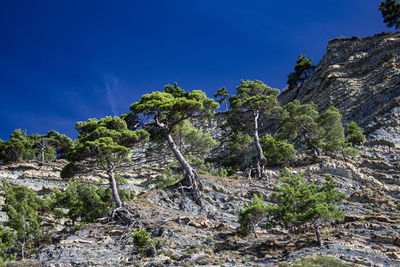 Trees and rocks against blue sky