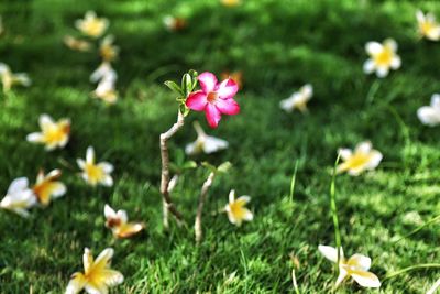 Close-up of pink flowers growing in garden