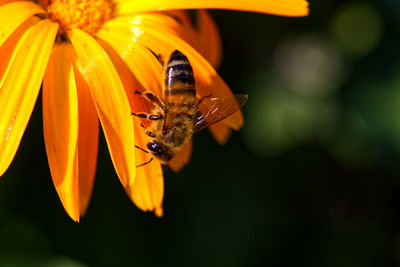 Close-up of bee pollinating on flower