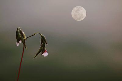 Close-up of flower against blurred background