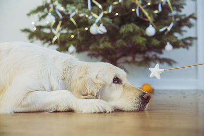 Adorable golden retriever and magic wand