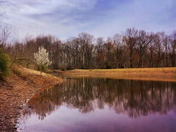 Reflection of trees in lake against sky