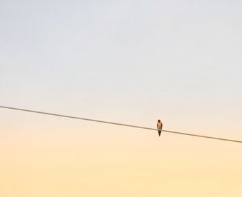 Low angle view of bird perching on cable against sky