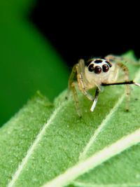 Close-up portrait of insect