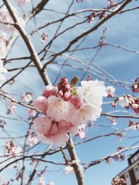 Low angle view of cherry blossom