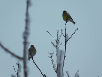 Low angle view of bird perching on branch against sky