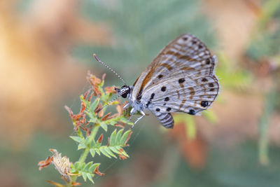 Close-up of butterfly on plant photo was taken at the local nature reserve